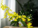 orhidee oncidium