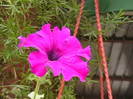Picture 008