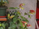 Picture 011