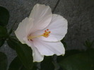 Picture 012