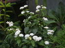 Picture 014