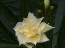Picture 016