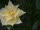 Picture 019