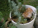 Picture 021