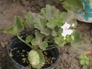 Picture 026