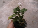 Picture 027