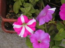 Picture 032