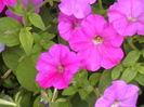 Picture 033