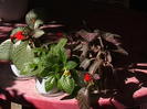 Picture 041