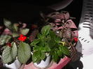 Picture 042