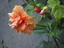 Picture 050