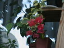 Picture 062