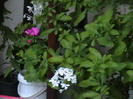 Picture 064