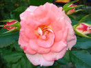"Rosenstadt Freising"