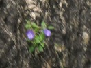 GENTIANA TREMURAND