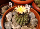 M. petrophila ssp. petrophila 2