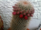 Mammillaria backbergeriana bobocei (1)