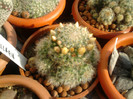 Mammillaria bocasana (1)