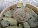 Mammillaria guelzowiana