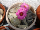 Mammillaria guelzowiana 3
