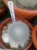 Mammillaria hanniana