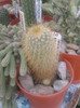 Mammillaria magnifica