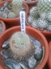 Mammillaria muehlenpfordtii