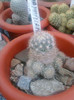 Mammillaria pottsii (1)