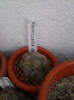 Mammillaria prolifera v. texana