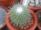 Mammillaria spinossima