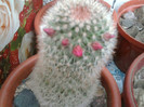 Mammillaria spinossima 2 subsp. pilcayensis 1 (3)