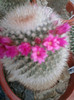 Mammillaria spinossima 2 subsp. pilcayensis 1 (4)