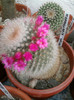 Mammillaria spinossima 2 subsp. pilcayensis 1 (5)