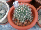 Mammillaria winteriana