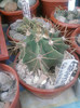 ASTROPHYTUM ORNATUM