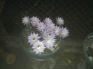 Echinopsis 2011 (27)