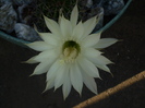 Echinopsis 2011 (2)