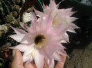 Echinopsis 2011 (5)
