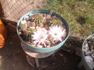 Echinopsis 2011 (6)