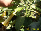 Picture 007