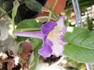 Streptocarpus Silvia