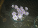 Echinopsis 2011 (26)