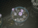 Echinopsis 2011 (28)