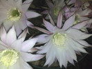 Echinopsis 2011 (32)