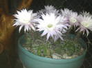 Echinopsis 2011 (33)