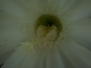 Echinopsis floare macro