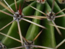 Echinopsis macro
