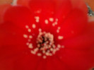Lobivia arachantha v. densiseta detaliu floare