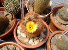 Notocactus schlosseri