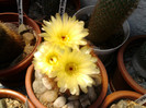 Notocactus schlosseri (10)